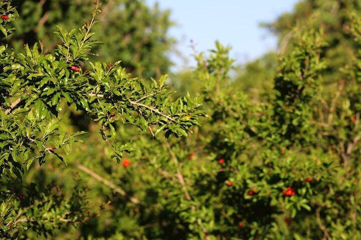باغ انار