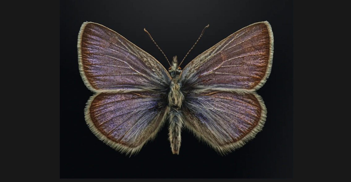 پروانه آبی