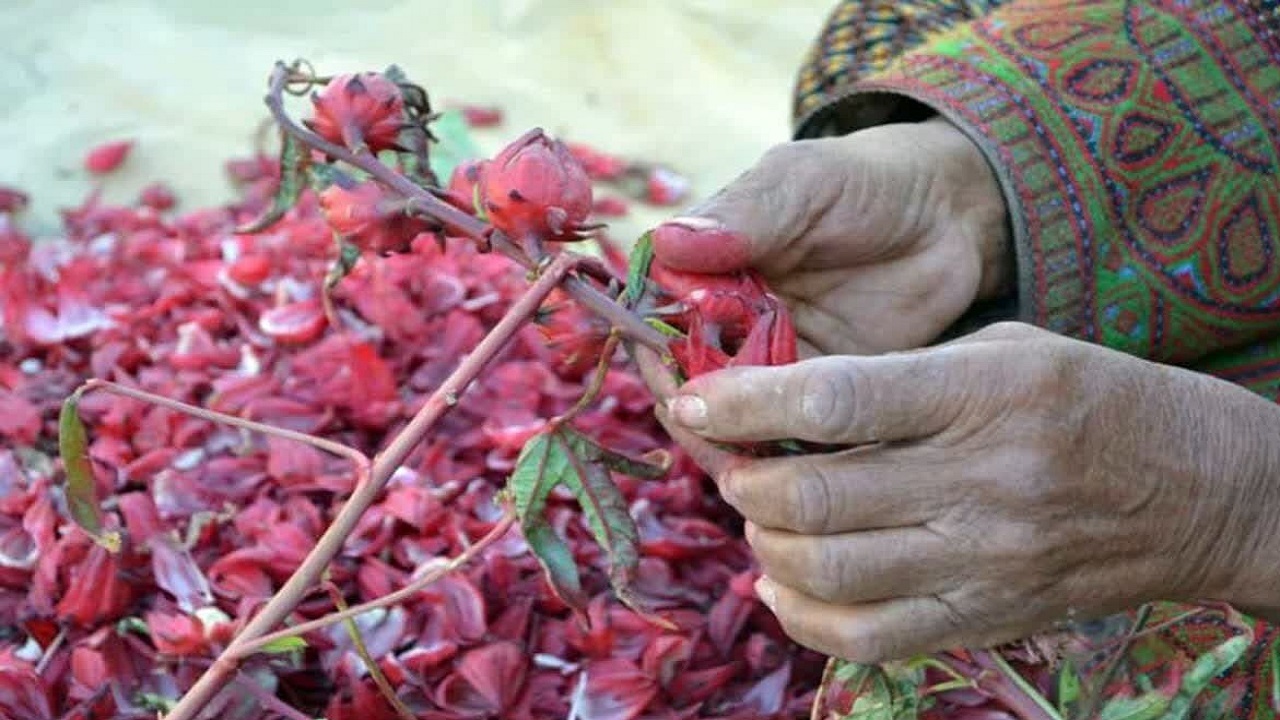 ۱۵ تن چای ترش در لاشار سیستان و بلوچستان برداشت شد