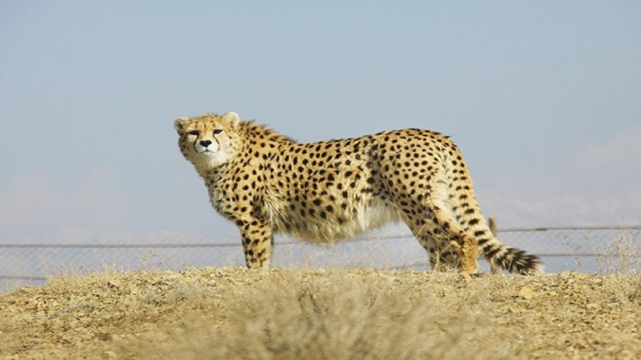 از