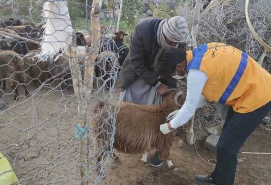 ۳۴ هزار دام در ریگان علیه بروسلوز واکسینه شدند