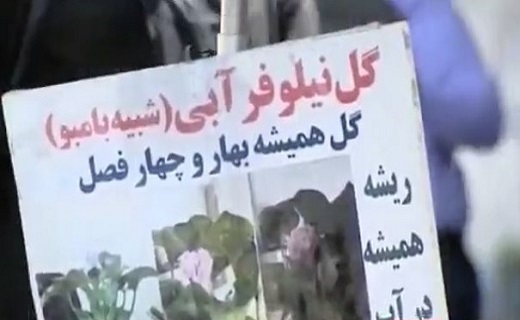 ممنوعیت خرید و فروش &laquo;سنبل آبی&raquo;