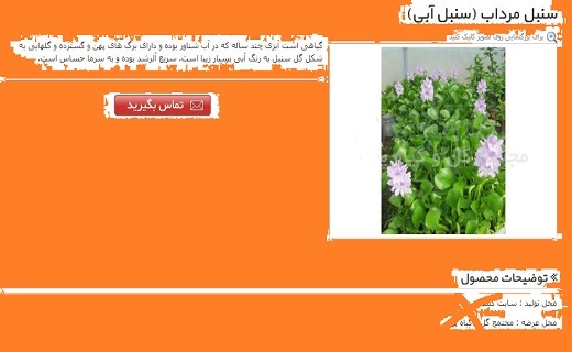 ممنوعیت خرید و فروش &laquo;سنبل آبی&raquo;