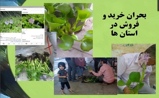 ممنوعیت خرید و فروش &laquo;سنبل آبی&raquo;