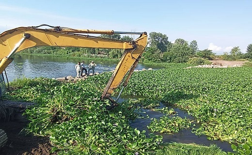 جمع آوری گیاه مهاجم &laquo;سنبل آبی&raquo;