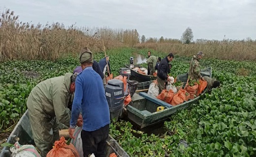 پاکسازی تالاب بین المللی انزلی از گیاه مهاجم &laquo;سنبل آبی&raquo;