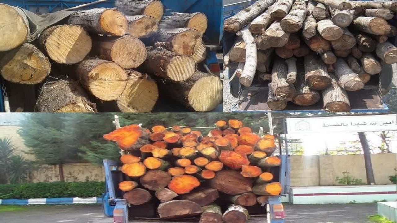 توقیف ۳ خودروی حامل چوب قاچاق در ماسال