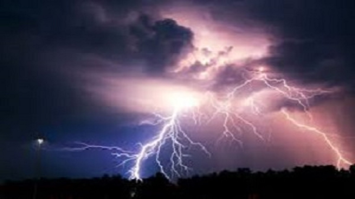 دلفین فداکاری که گوشی را به صاحبش برگرداند + فیلم