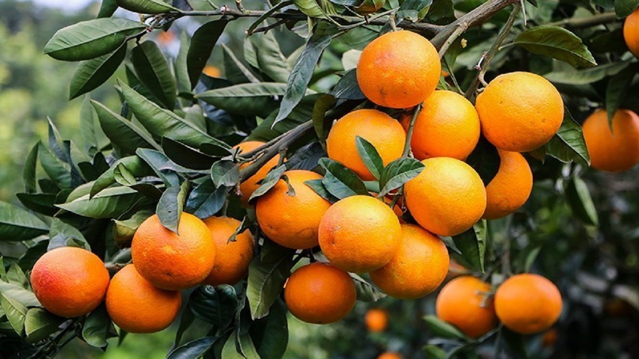 پیش بینی برداشت ۱۰۰ هزار تنی مرکبات از باغات دزفول