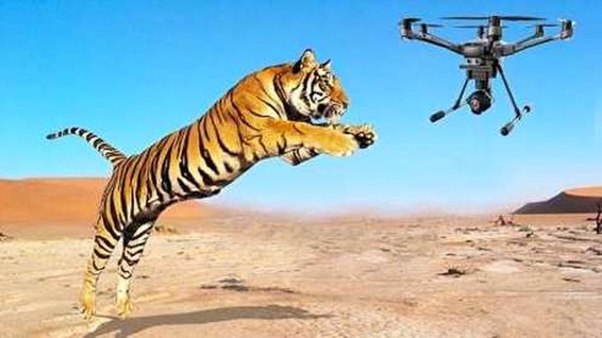 دلفین فداکاری که گوشی را به صاحبش برگرداند + فیلم