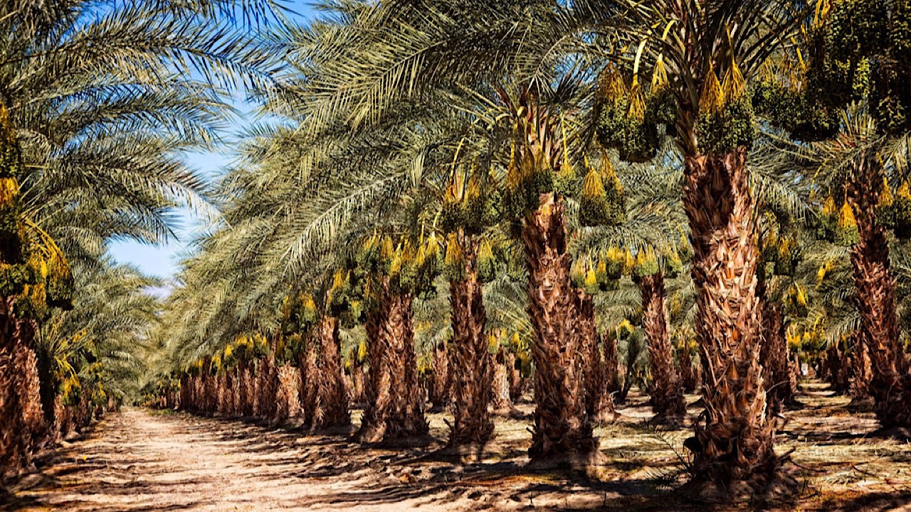 تولید کامپوزیتی از جنس نخل