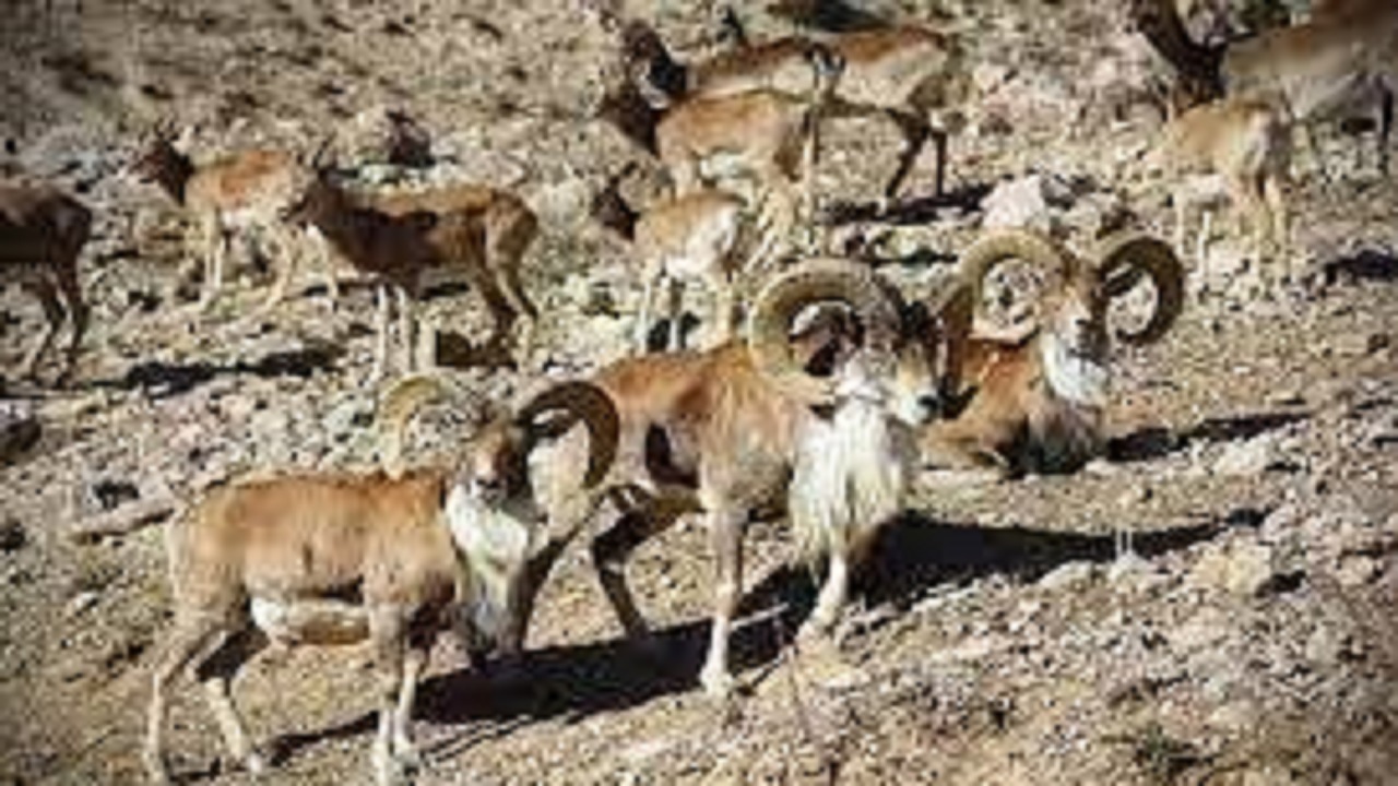 آغاز سرشماری زمستانه وحوش استان همدان