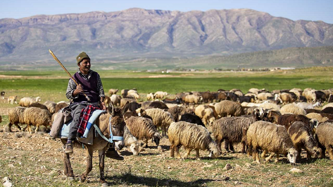 تأمین ۲۰ درصد از گوشت قرمز استان همدان از سوی جامعه عشایر