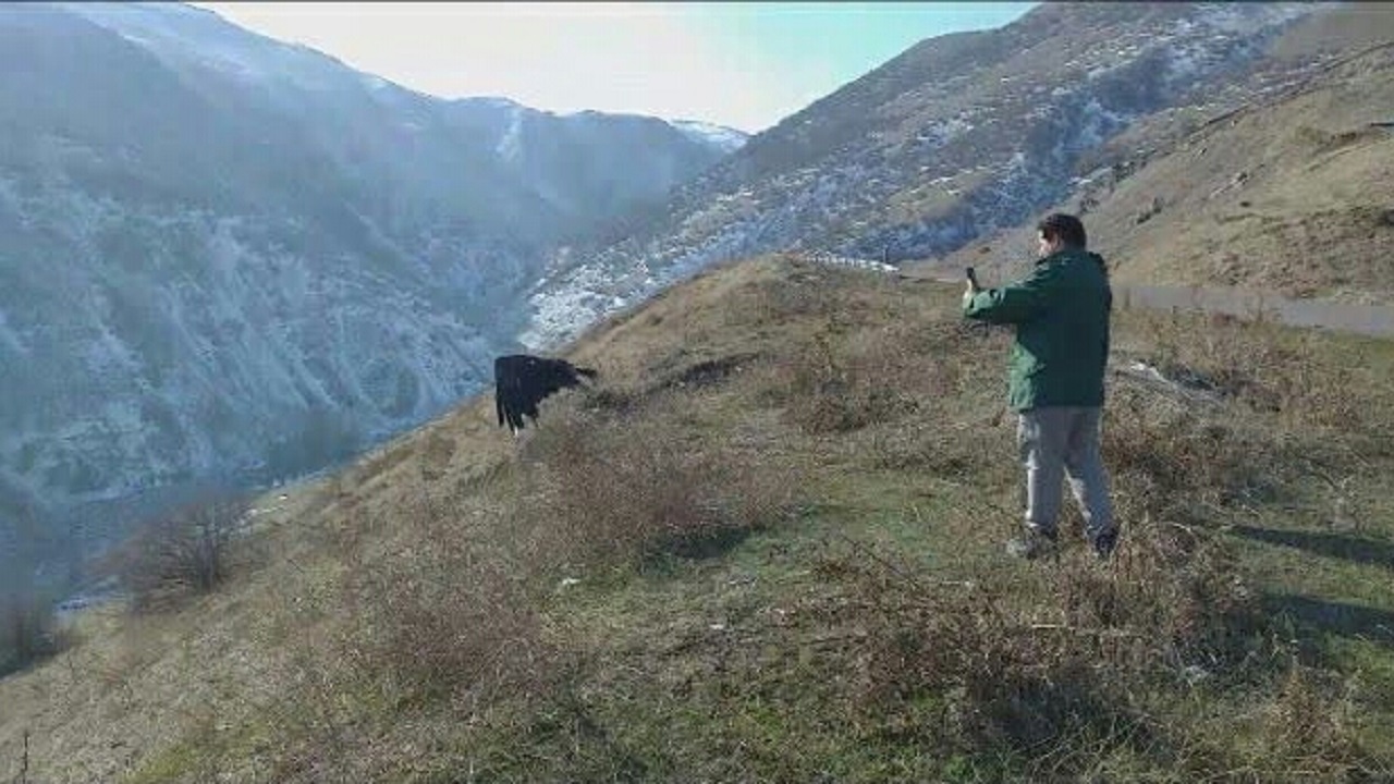 رهاسازی دو بهله عقاب طلایی در مشگین شهر