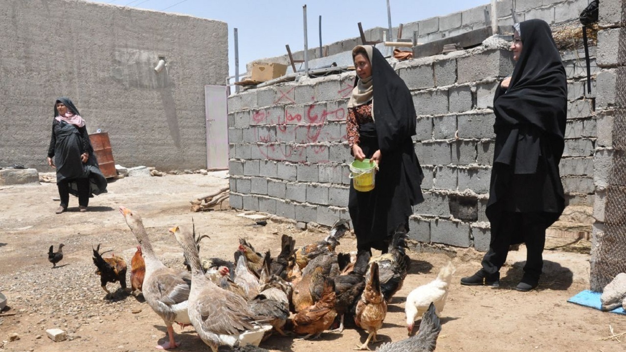 مشارکت ۱۰۰ زن روستایی در کلاس‌های آموزشی پرورش مرغ هندیجان