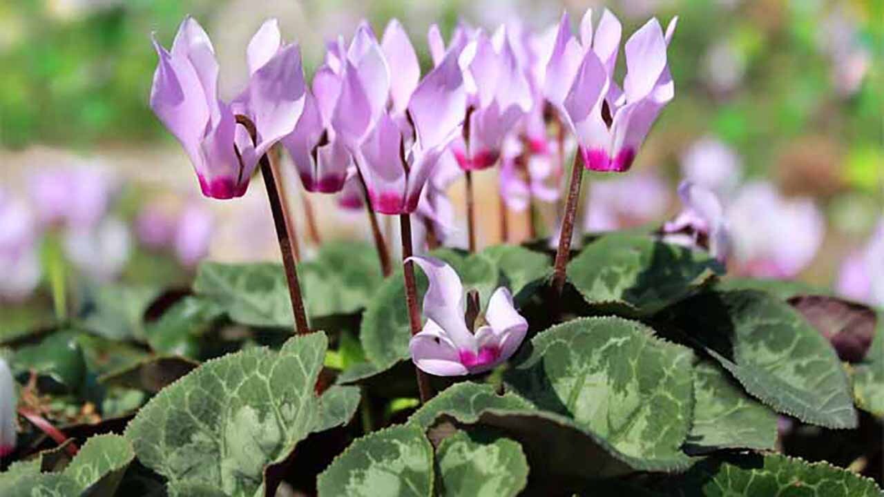 آشنایی با گیاهی که در زمستان گل می‌دهد + فیلم