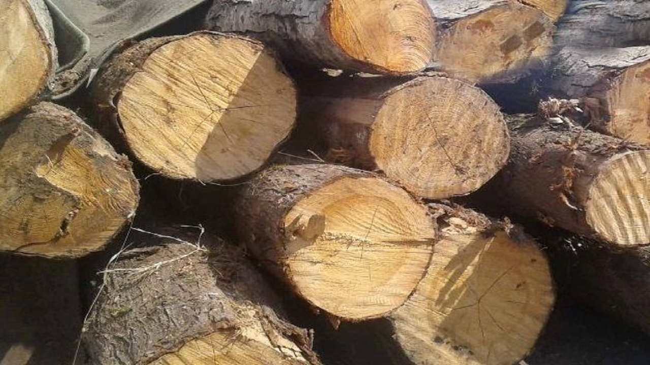 کشف ۶ تن چوب جنگلی قاچاق در فومن
