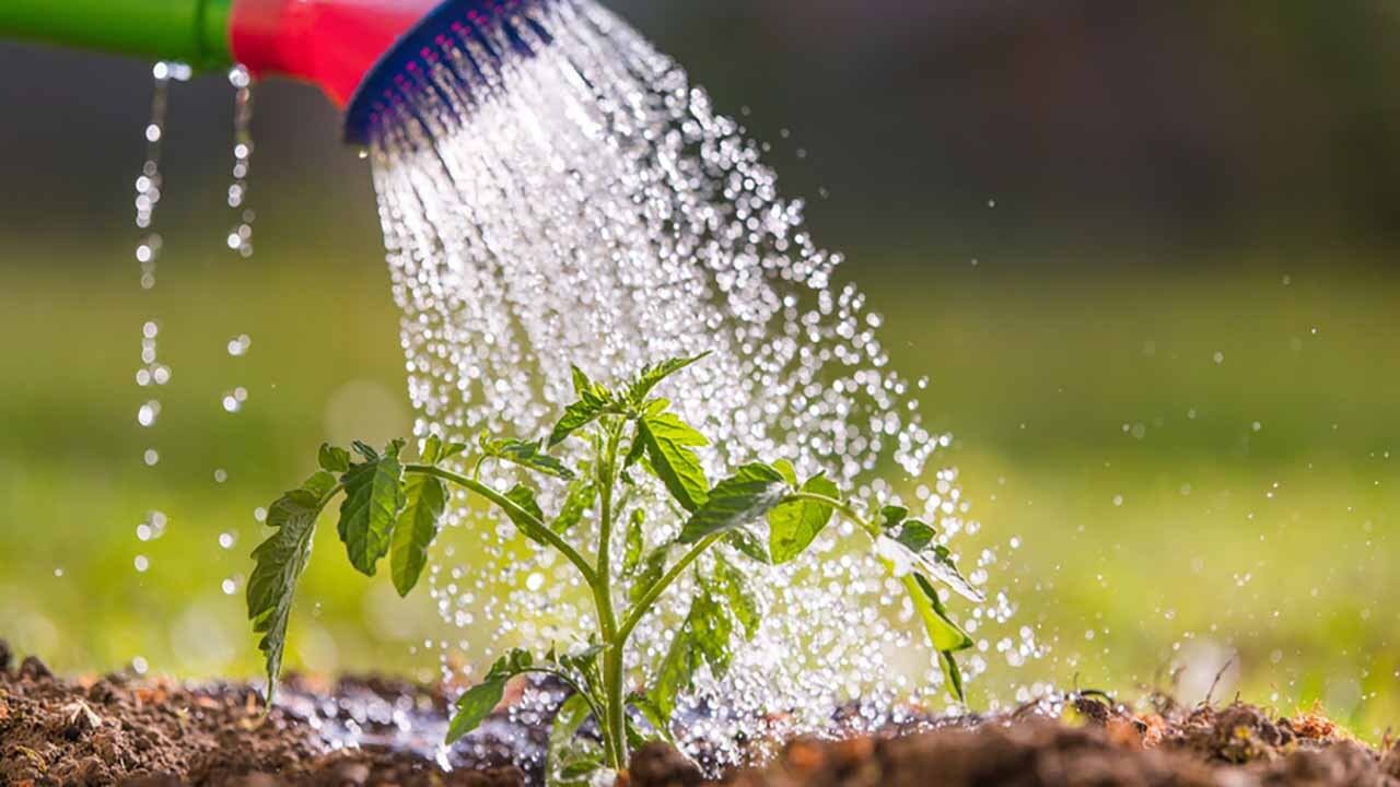 دستگاهی برای آبیاری خودکار گیاهان + فیلم