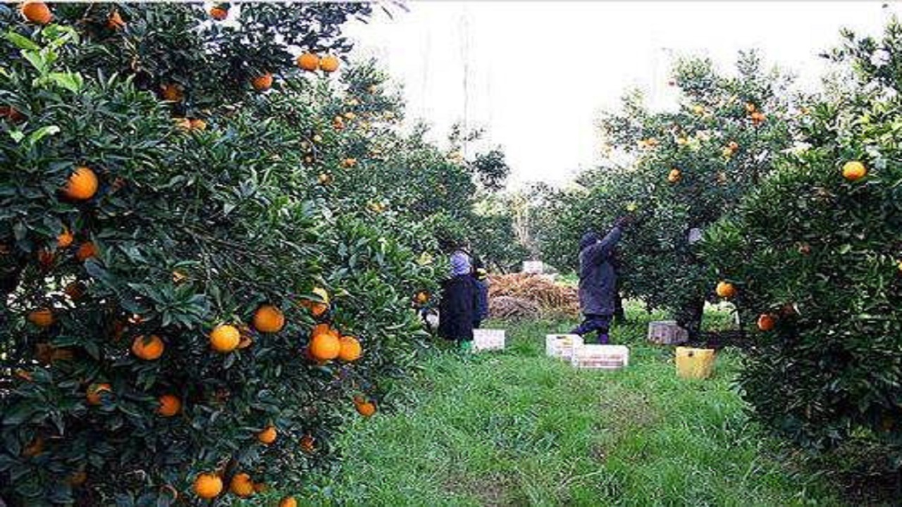 پیش بینی برداشت بیش از ۱۲هزار تن مرکبات در ارزوئیه