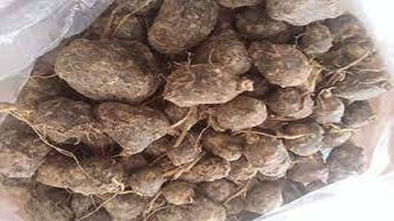 کشت ۳۰ کیلوگرم غده زیر زمینی زیره سیاه در کوهبنان