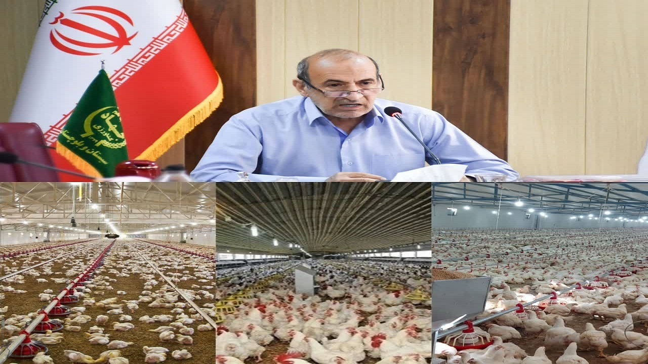 ️سرمایه گذاری بیش از ۲ هزار میلیارد تومانی برای تولید گوشت مرغ در سیستان و بلوچستان