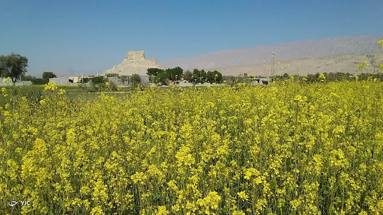 طبیعت چشم نواز مزارع خردل فین + فیلم