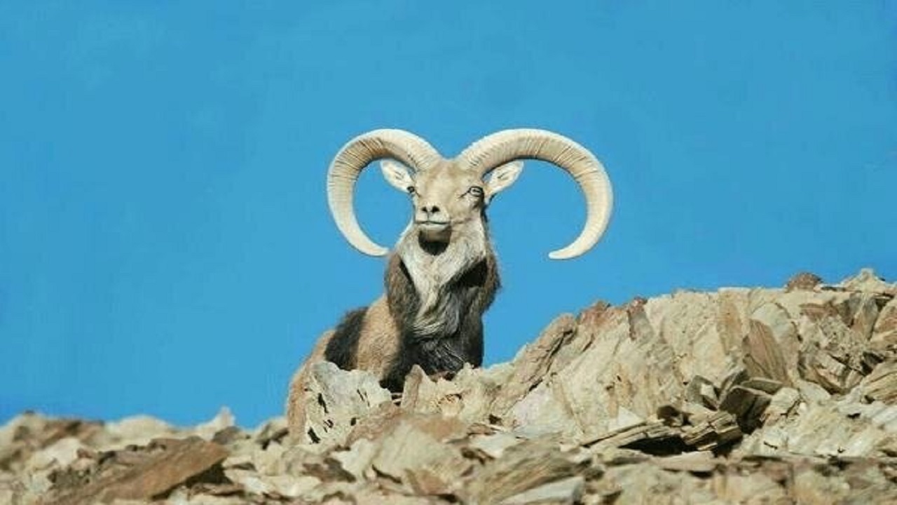 مشاهده یازده راس قوچ و میش در زیستگاه‌های شهرستان جوانرود