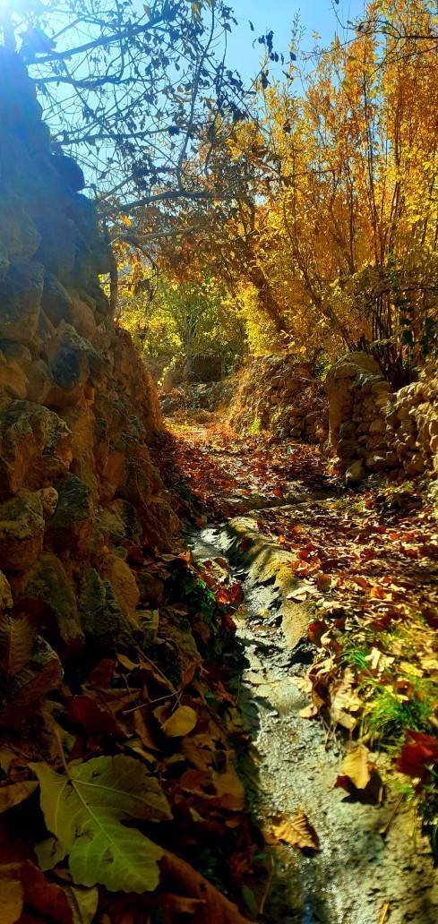 رخ نمایی فصل پاییز در سرتاسر کشور به روایت شهروند خبرنگار&zwnj;ها + تصاویر