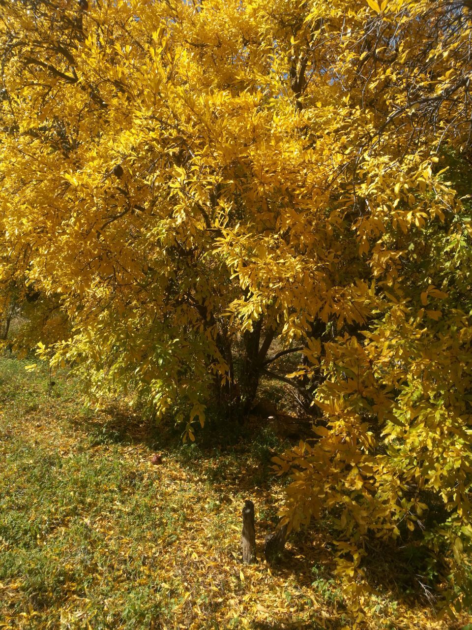 رخ نمایی فصل پاییز در سرتاسر کشور به روایت شهروند خبرنگار&zwnj;ها + تصاویر