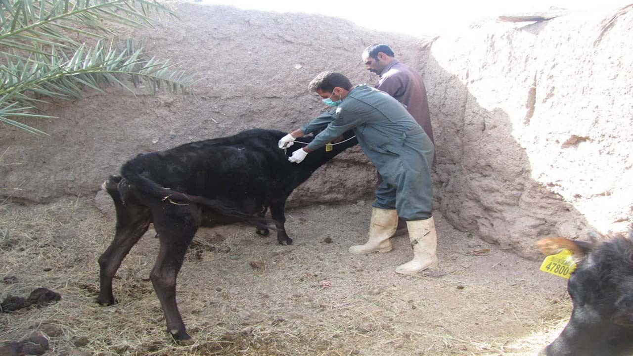آغاز واکسیناسیون تب برفکی دام سنگین در ارزوئیه