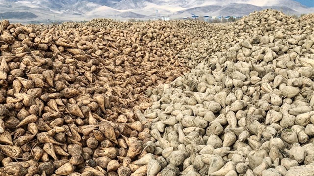 پرداخت نیمی از مطالبات چغندرکاران آذربایجان غربی