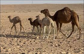 تالاب صالحیه البرز
