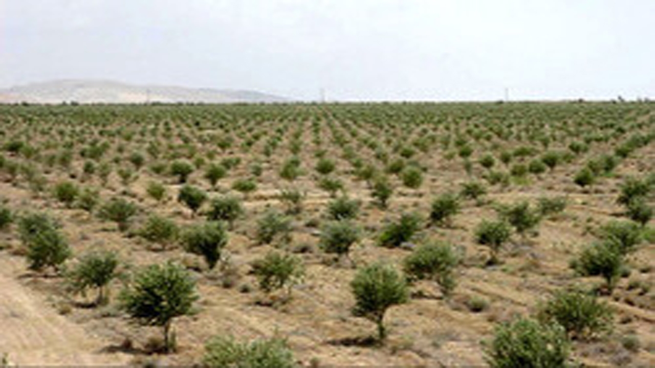 ۳۰ هکتار جنگل‌کاری در اسدآباد اجرا شد