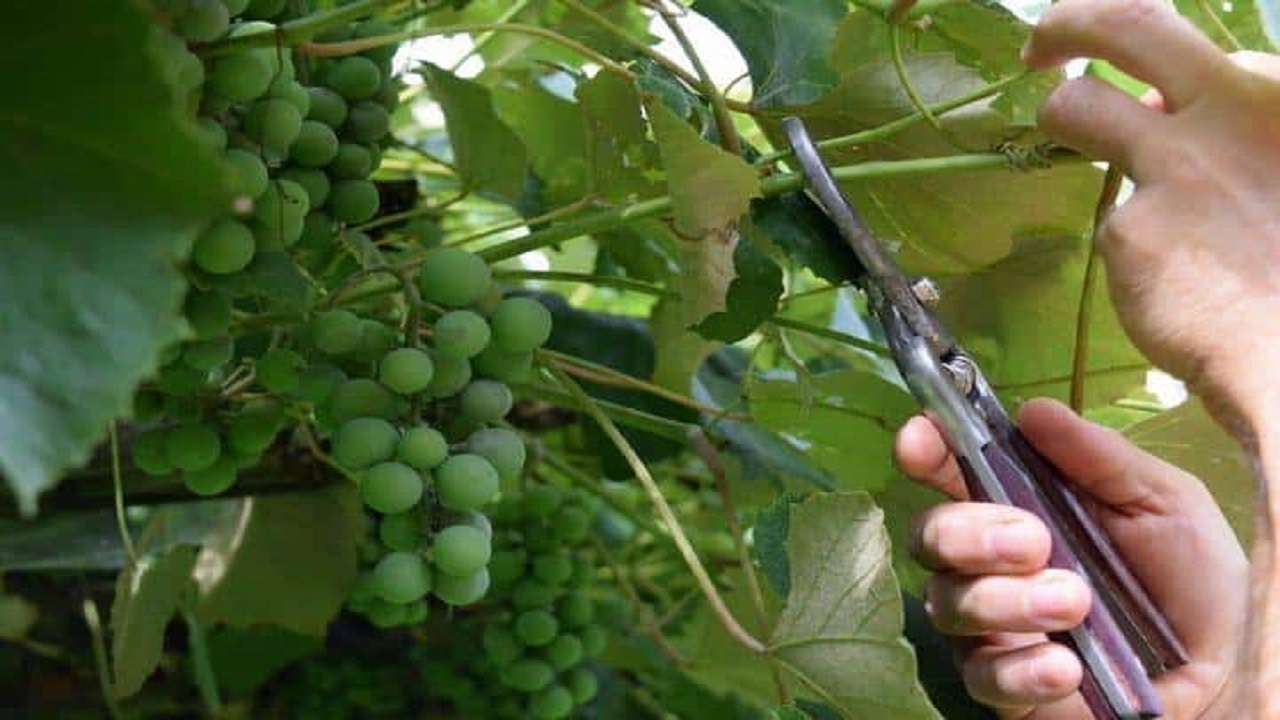 از