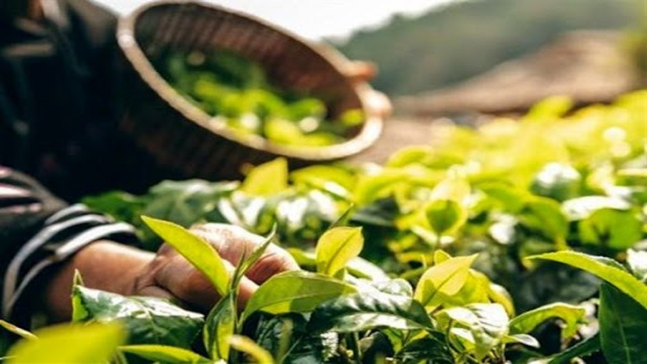 کشت گیاهان دارویی در بیش از ۴ هکتار از اراضی کهگیلویه و بویراحمد