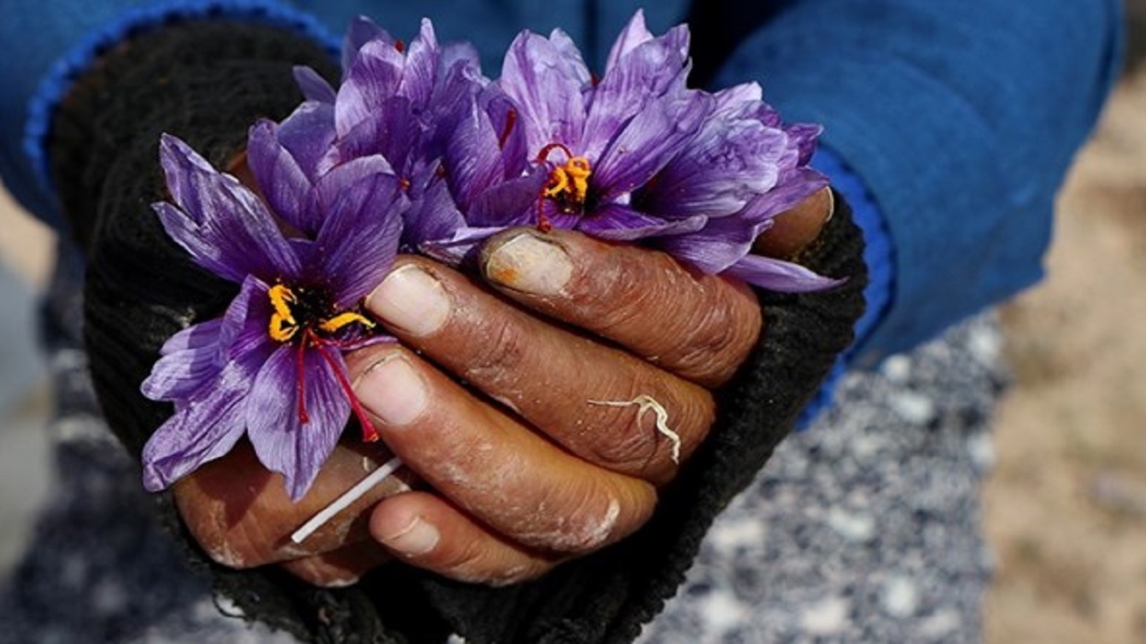 توان ۹۳ تنی خراسان جنوبی برای فرآوری زعفران