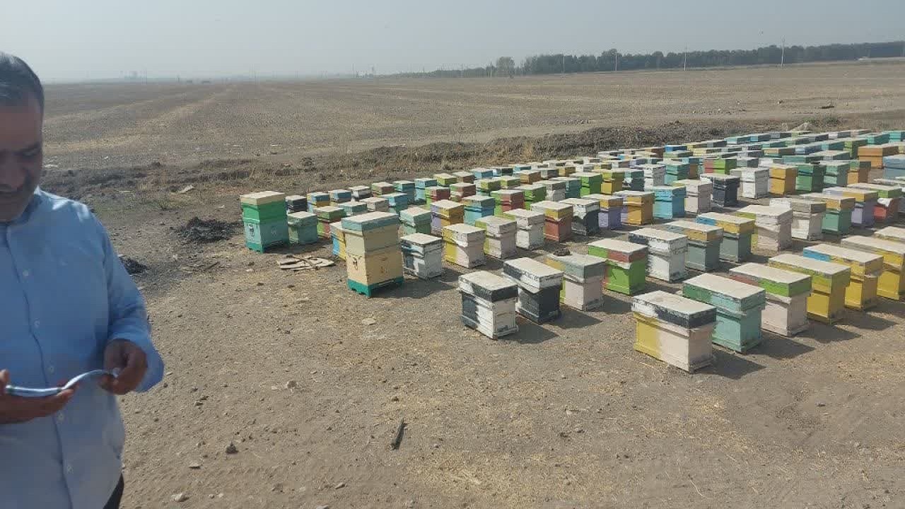 اجرای طرح سرشماری زنبورستان‌ها در آبیک