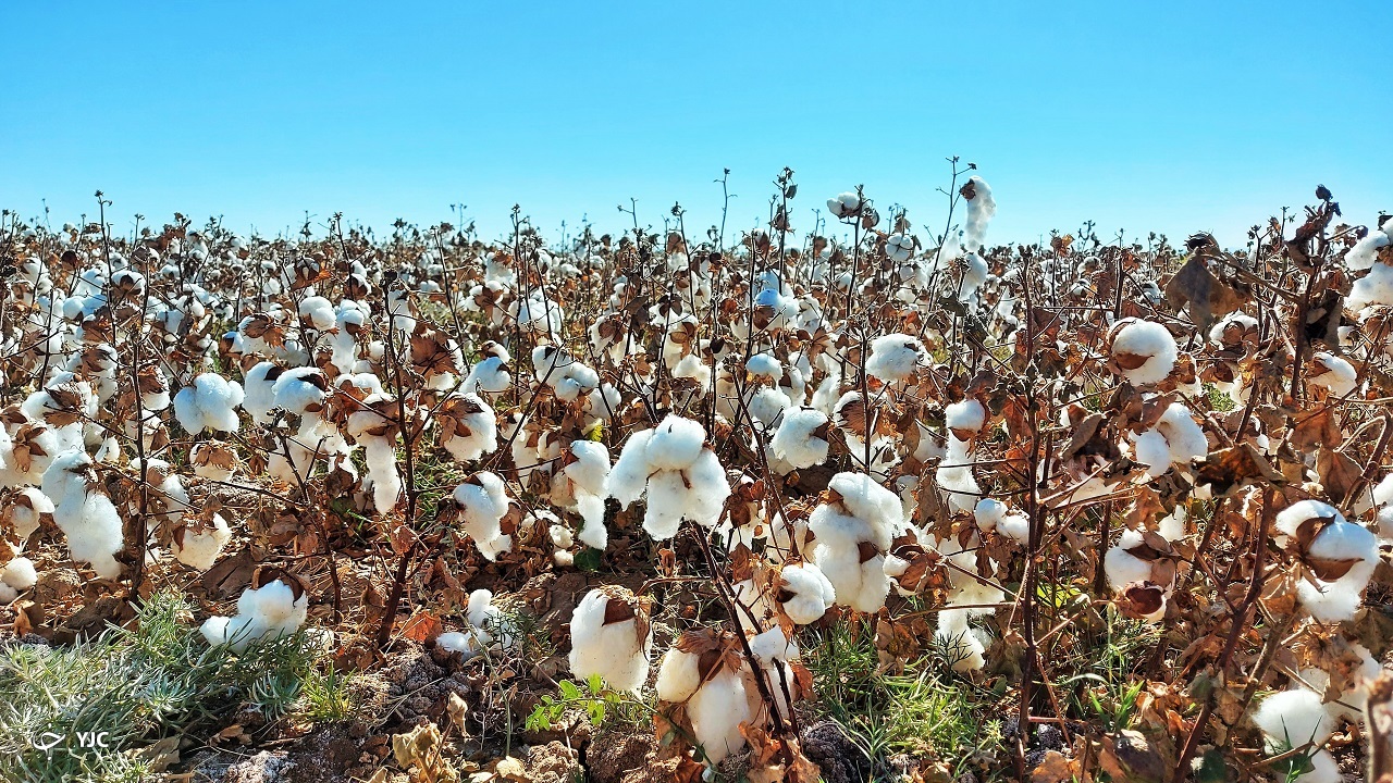 افزایش ۳۰ درصدی سطح زیر کشت پنبه در تایباد