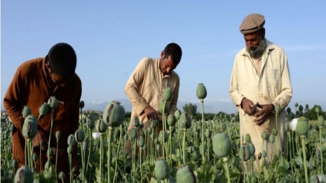 قاچاق مواد مخدر از خاک افغانستان افزایش یافته است