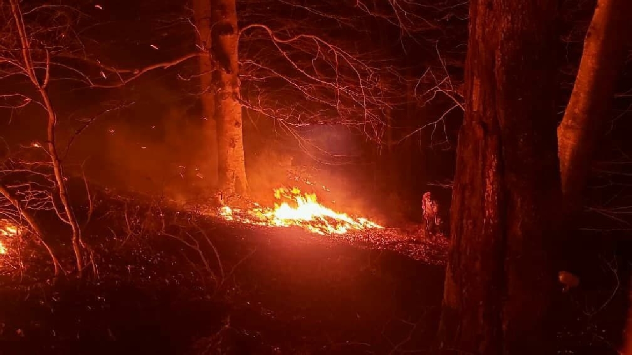 آتش سوزی مناطق جنگلی شهرستان املش