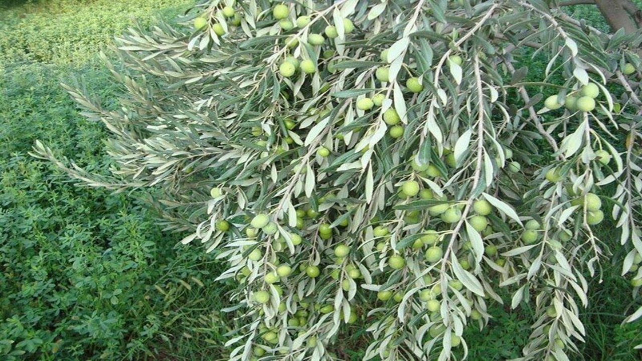 آغاز اصلاح باغ‌های زیتون قزوین با ارقام اروپایی