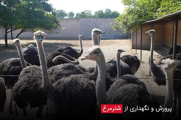 راه اندازی پنج مزرعه پرورش شترمرغ در شهرستان تفتان
