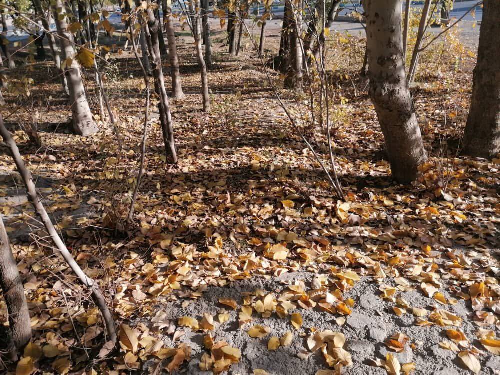 نمایی از طبیعت پاییزی در سرتاسر کشور + تصاویر