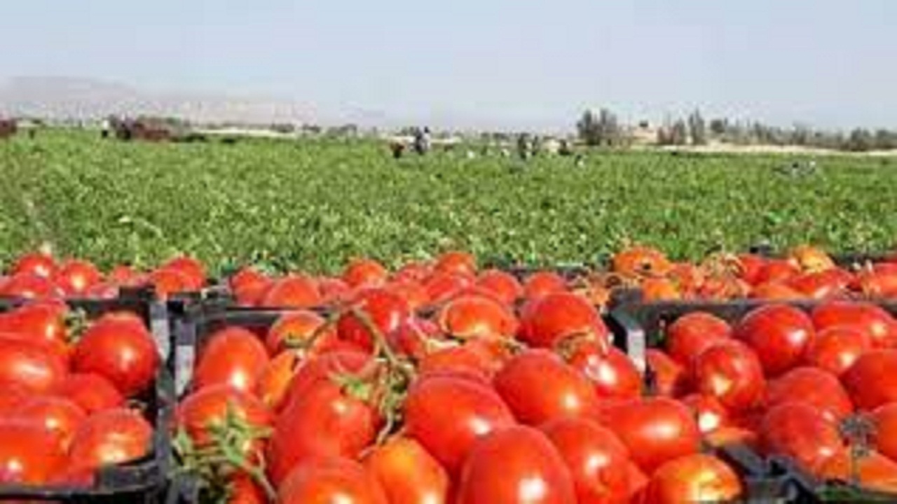 محصول گوجه در گچساران برداشت نمی‌شود
