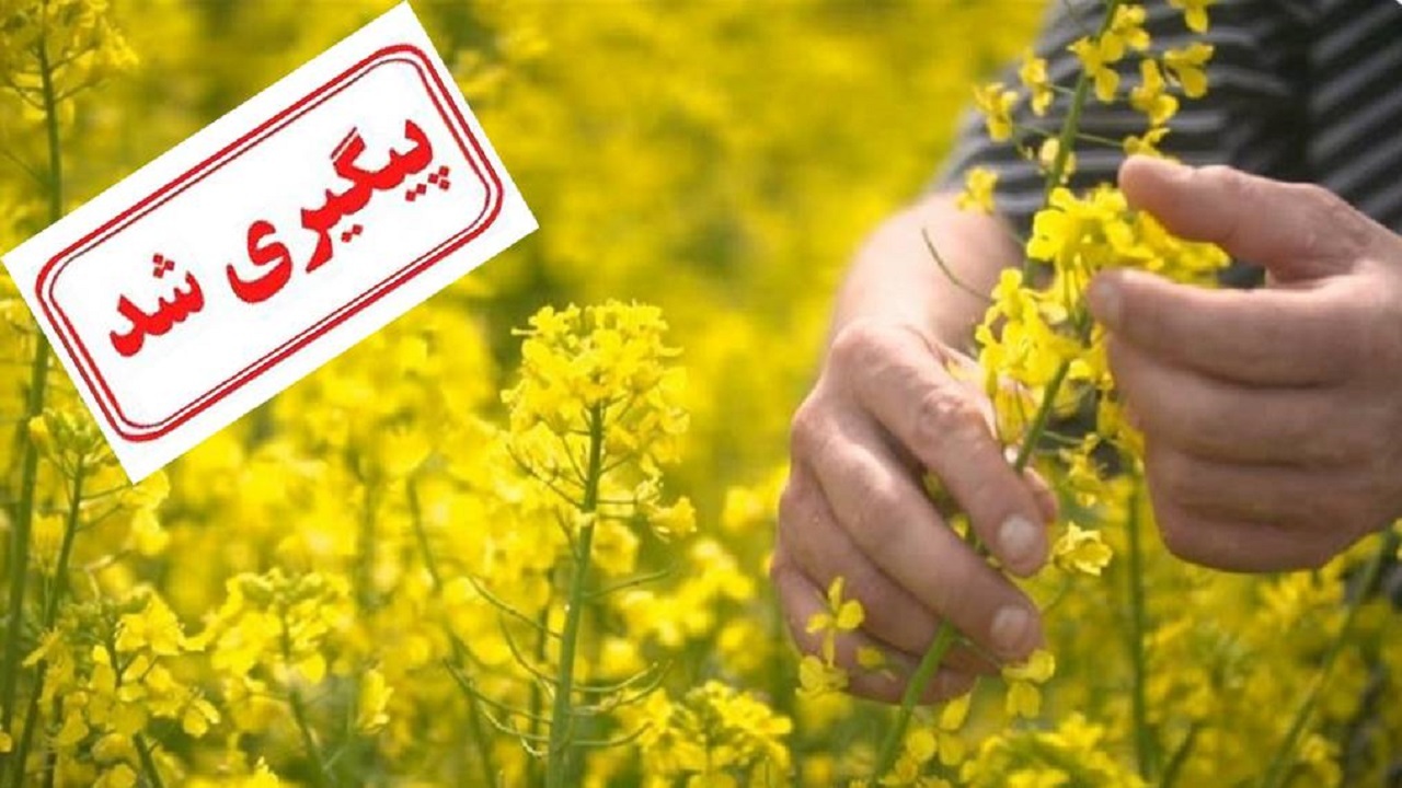 ماجرای پرداخت نشدن مطالبات کلزاکاران پیگیری شد