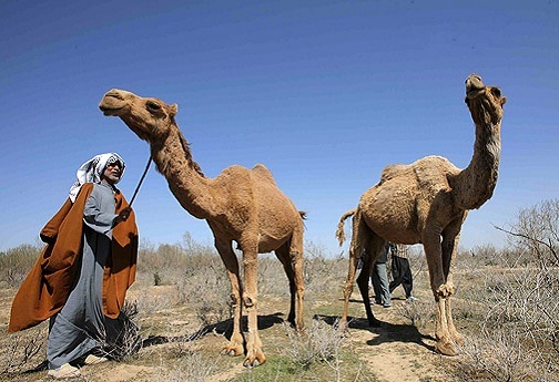 شتر و ساربان در شوش