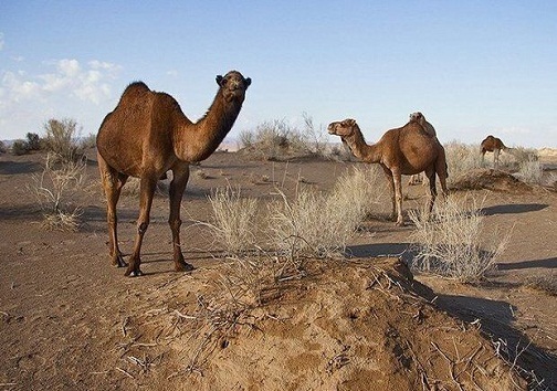 شتر در صحراهای خوزستان