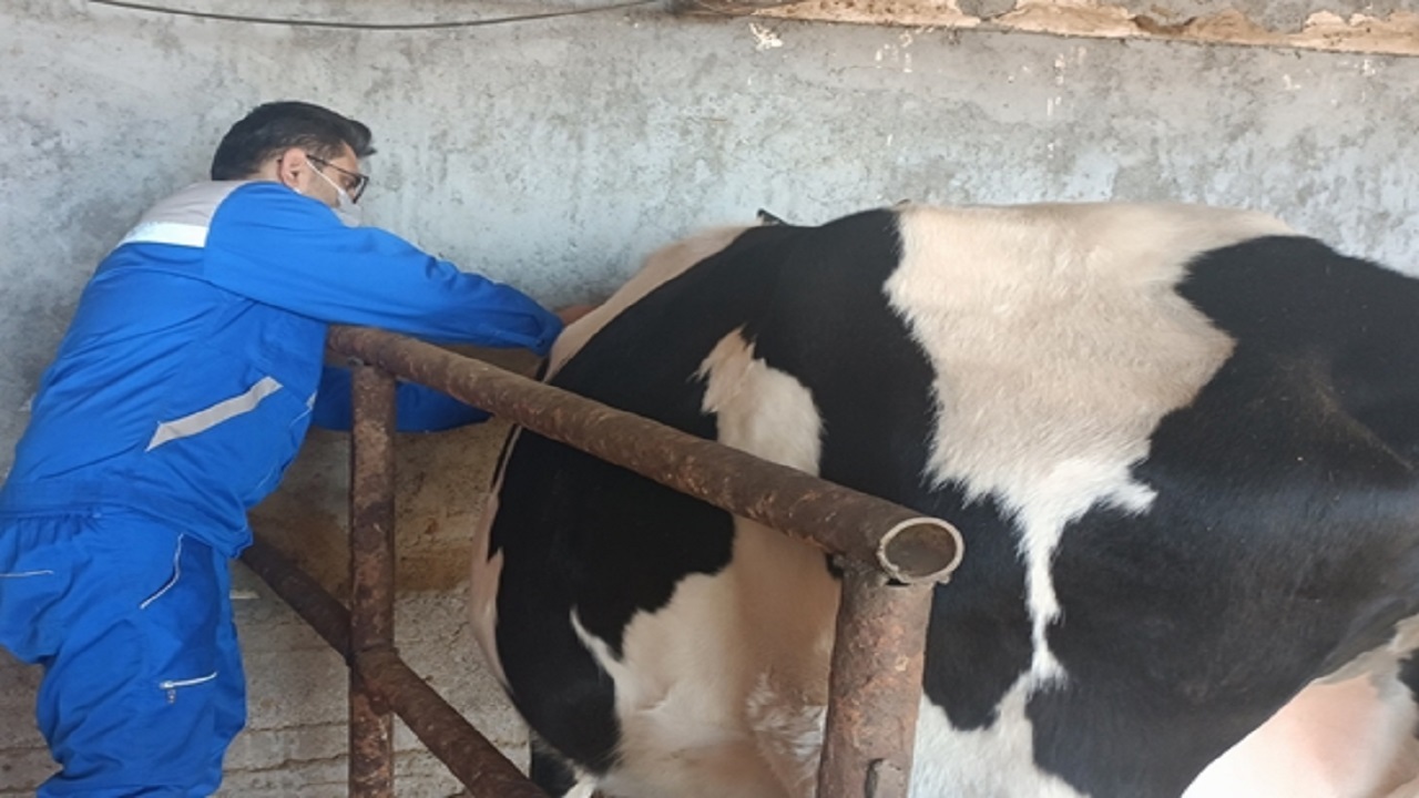انجام تست تشخیص سل گاوی بر روی ۲۵۰۰ راس دام