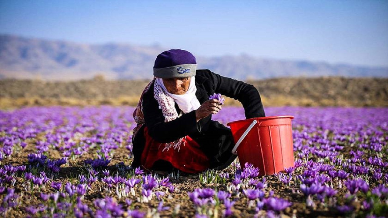 برداشت زعفران از زمین‌های ارغوانی کویر