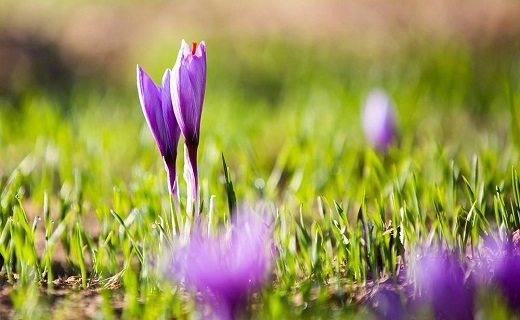 پاییز، فصل خودنمایی طلای سرخ